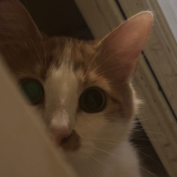 Meet your Posher, Stephanie - Picture 2 of 6